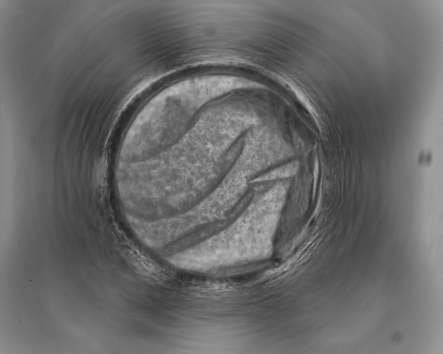 X0000096190975200802151459