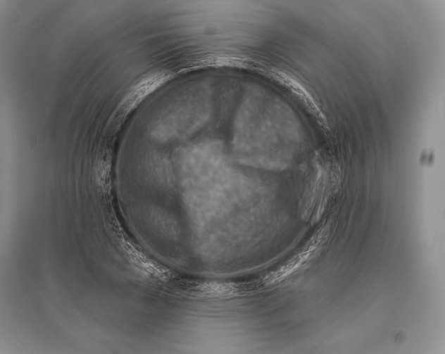 X0000096190977200802151459