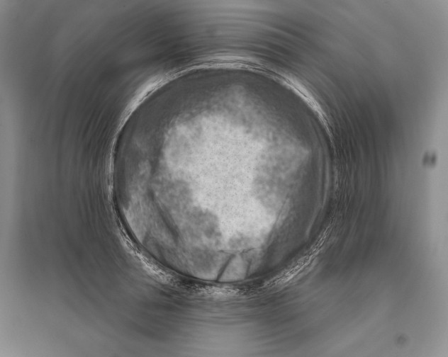 X0000096190994200802151459