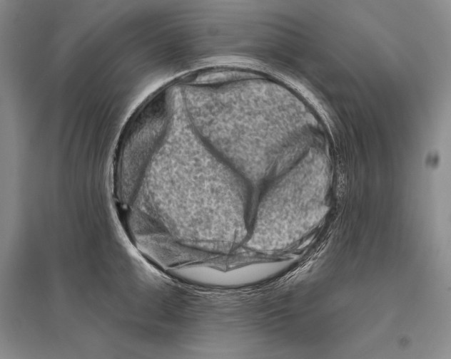 X0000096190999200802151459