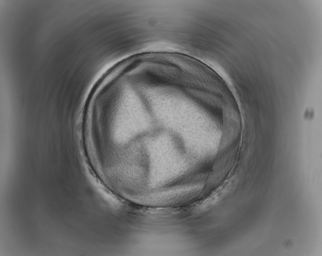 X0000096191008200802151459