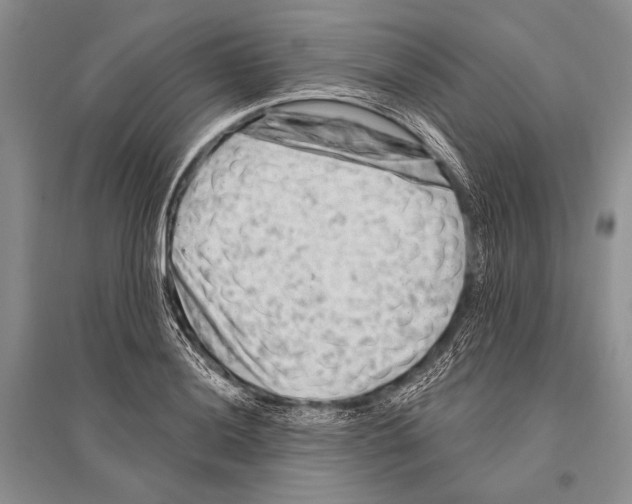 X0000096191036200802151459