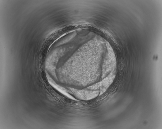 X0000096191063200802151458