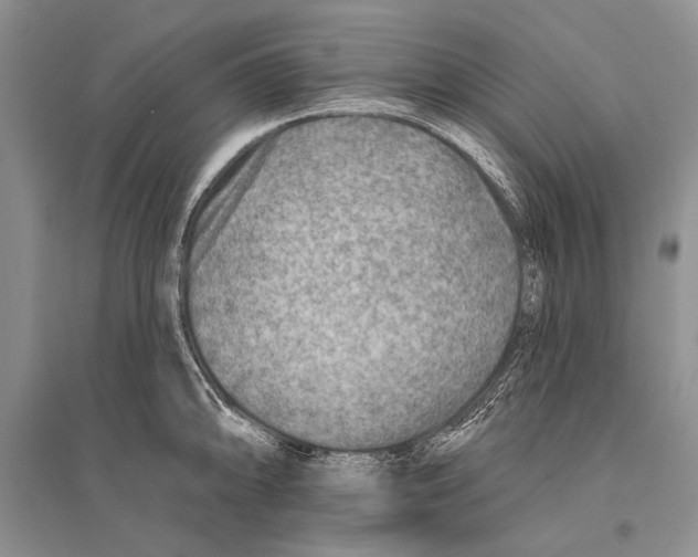 X0000096191094200802151458