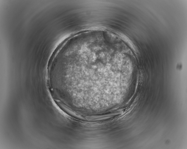 X0000096191095200802151458