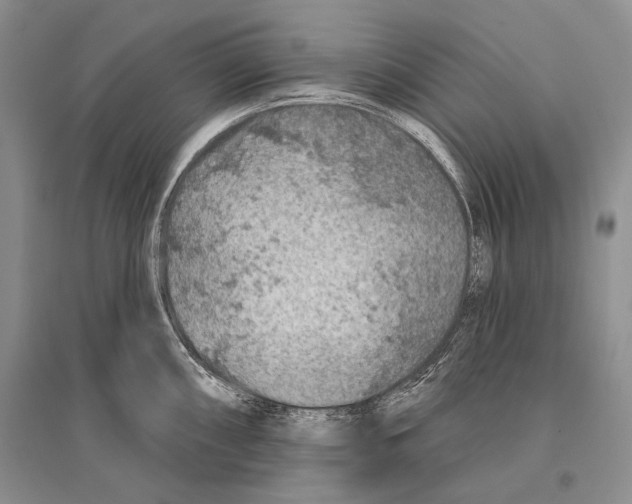 X0000096191098200802151458