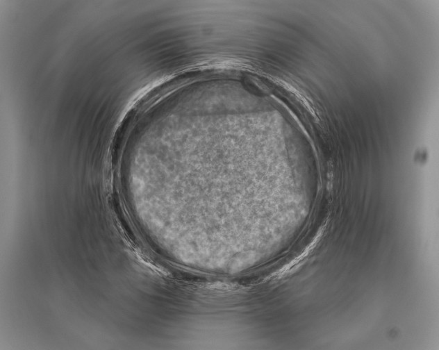 X0000096191117200802151457