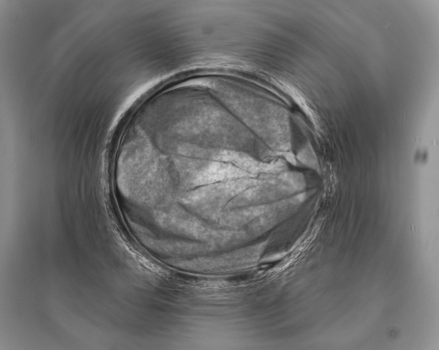 X0000096191120200802151457