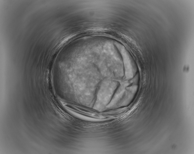 X0000096191161200802151457