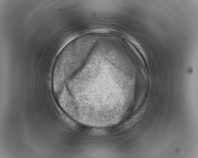 X0000096191194200802151456