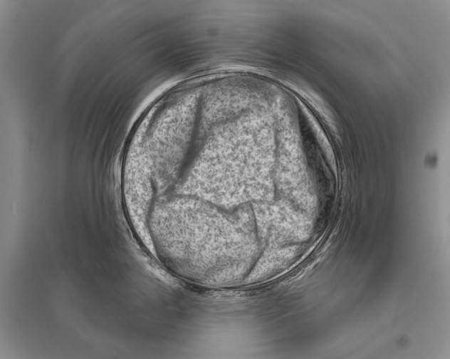 X0000096191198200802151456