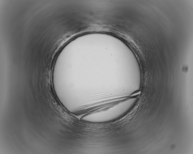 X0000096191220200802151456