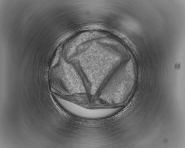 X0000096191233200802151456