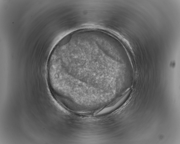 X0000096191239200802151456