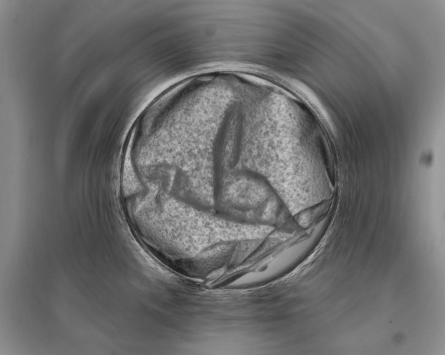 X0000096191244200802151456