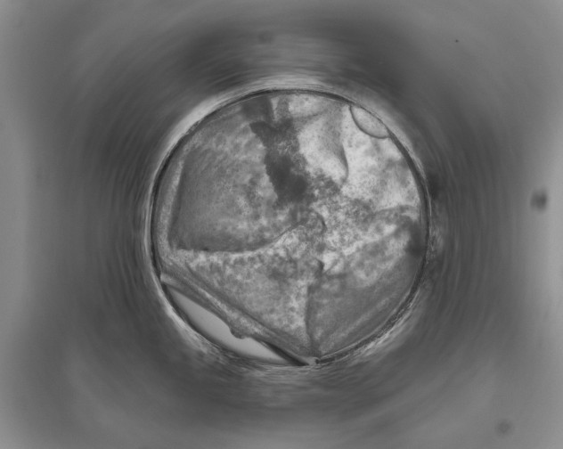 X0000096191245200802151456