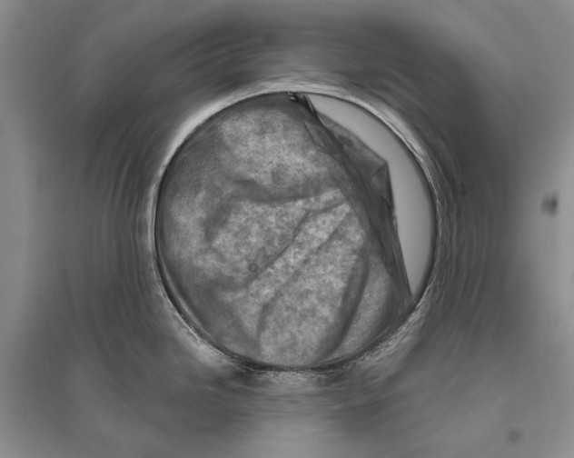 X0000096191246200802151456