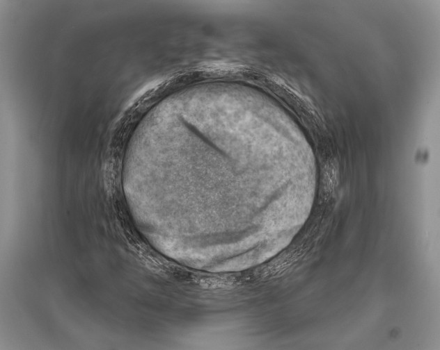 X0000096191254200802151455