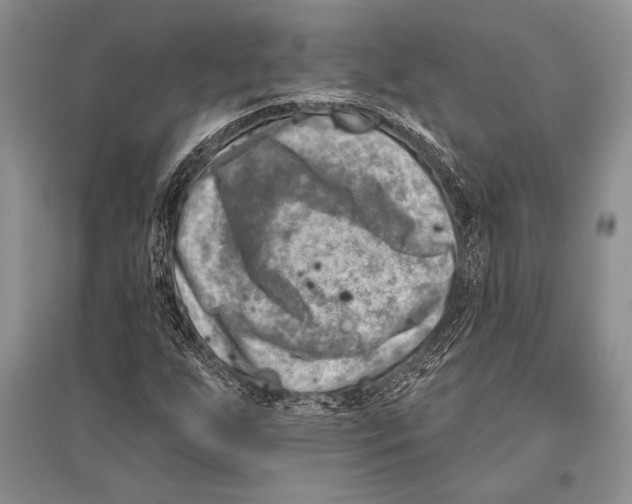 X0000096191255200802151455