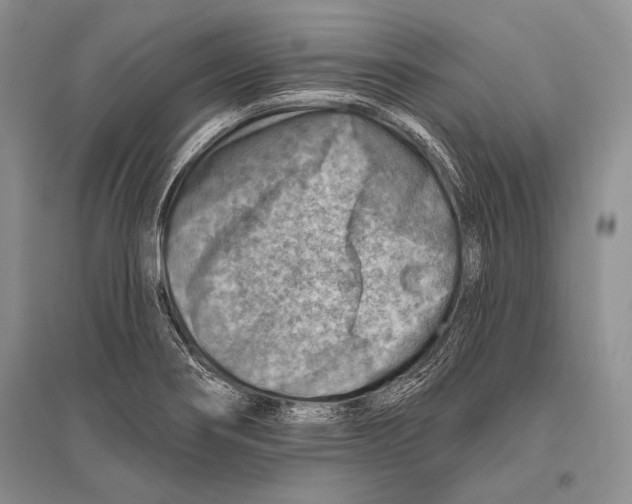 X0000096191274200802151455