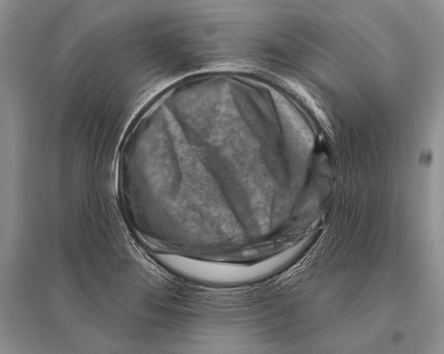 X0000096191276200802151455