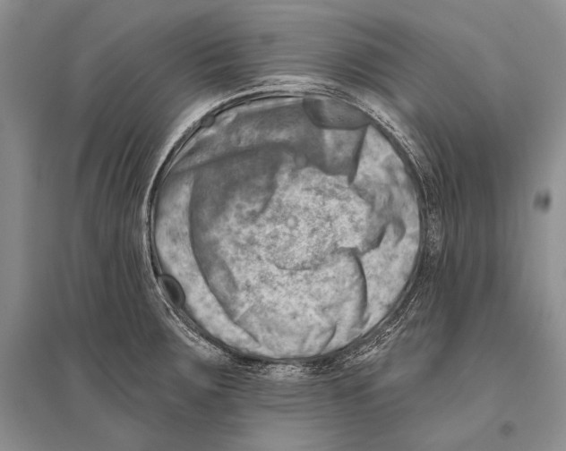 X0000096191283200802151455