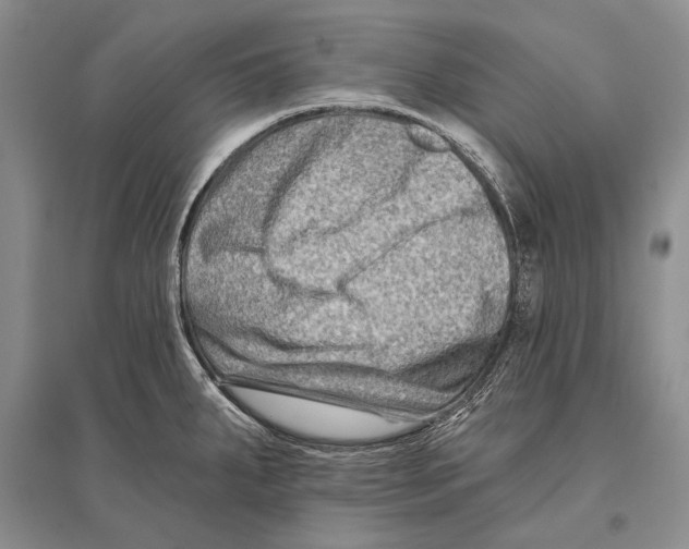 X0000096191287200802151455