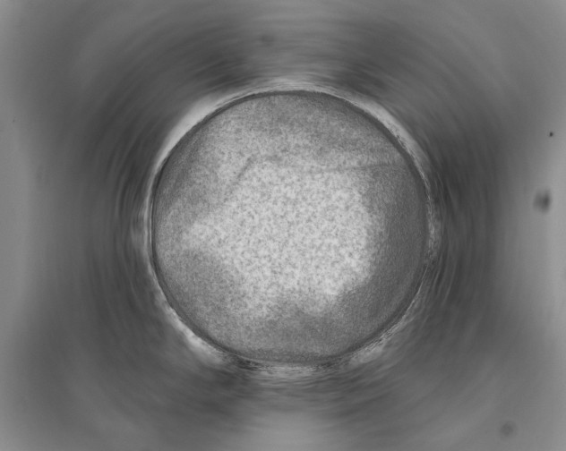 X0000096191294200802151455