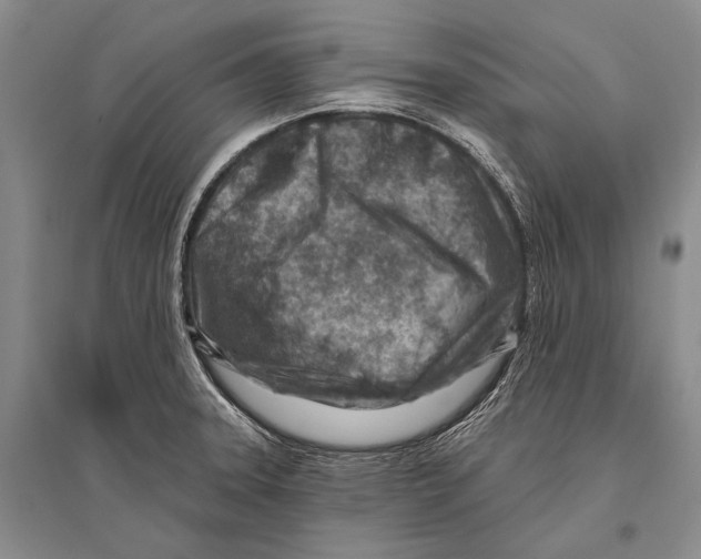 X0000096191331200802151455