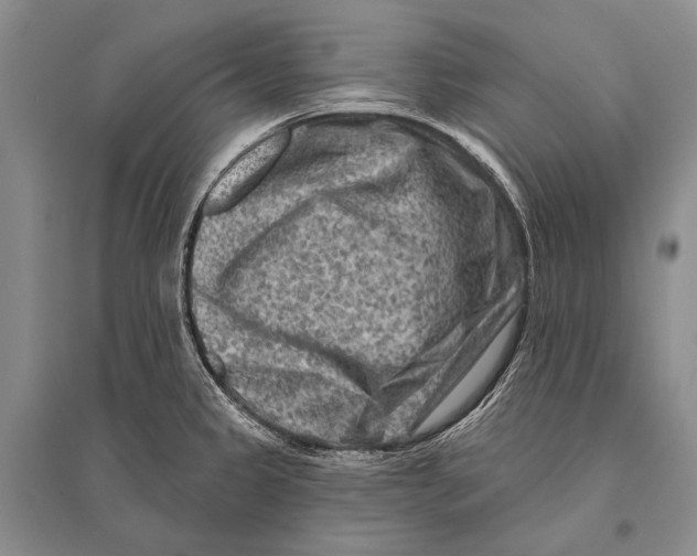 X0000096191333200802151455