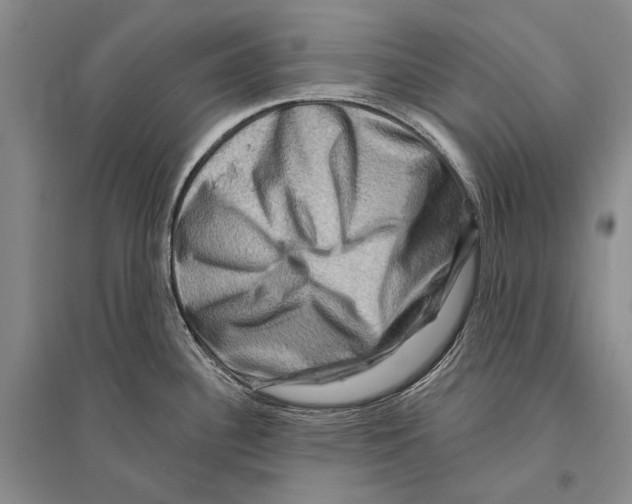 X0000096191340200802151455