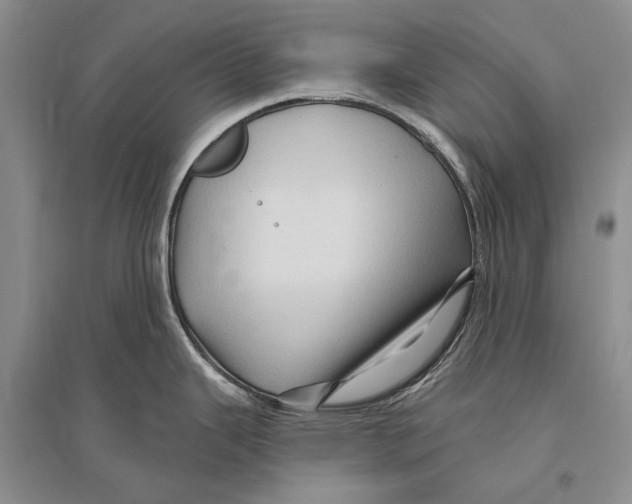 X0000096191343200802151455