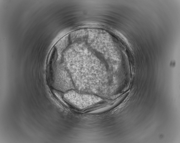 X0000096191378200802151454