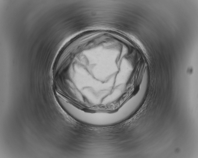 X0000096191380200802151454