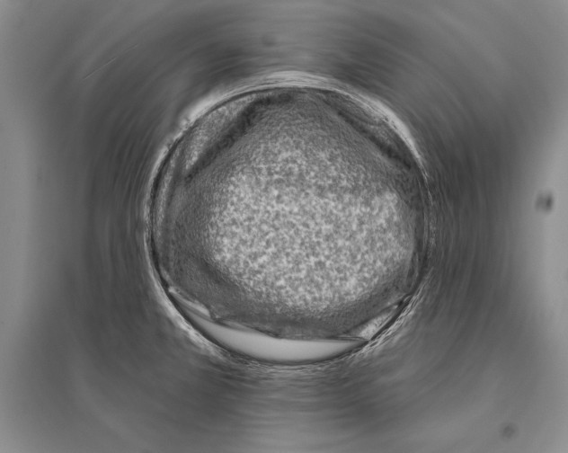 X0000096191381200802151454