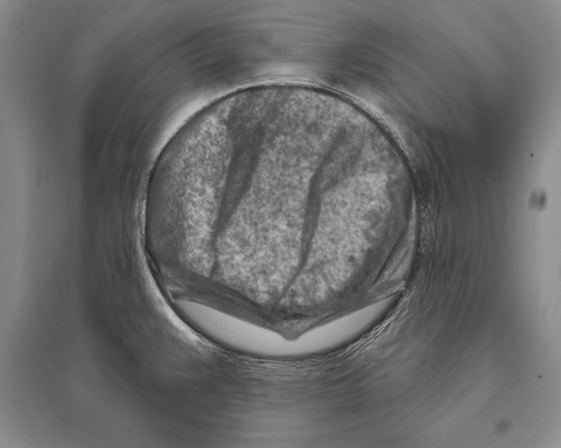 X0000096191383200802151454