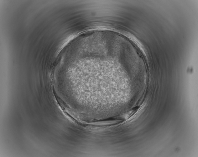 X0000096191385200802151454