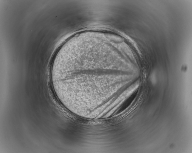 X0000096191415200802151453