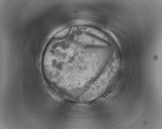 X0000096191427200802151453