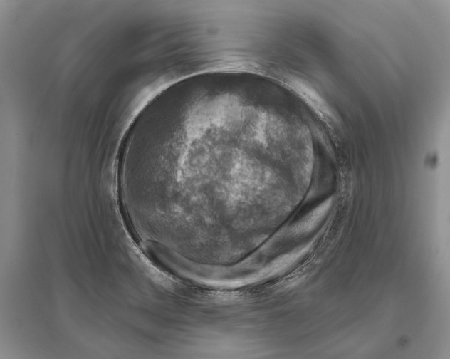 X0000096191468200802151452