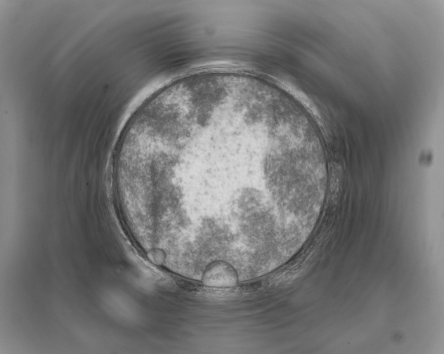 X0000096191474200802151452