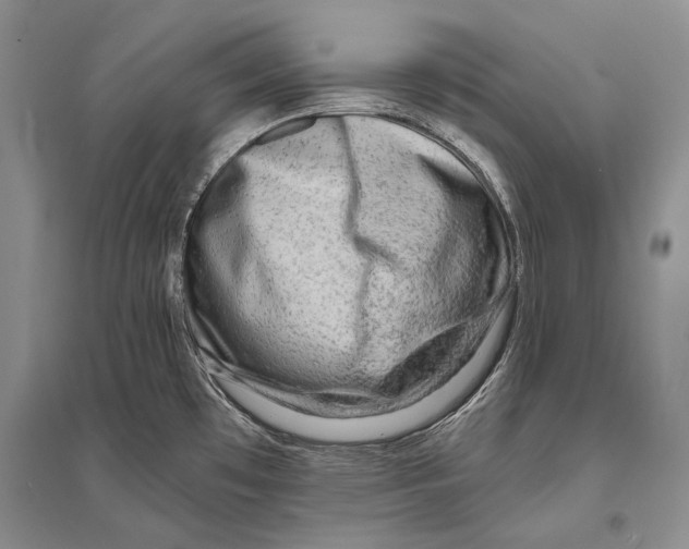 X0000096191481200802151452