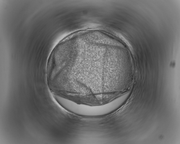 X0000096191487200802151452