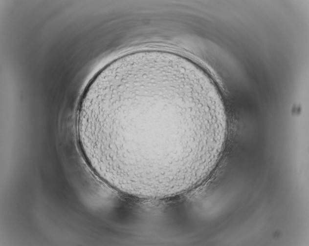 X0000096191514200802151452