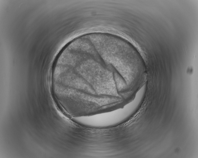 X0000096191515200802151452