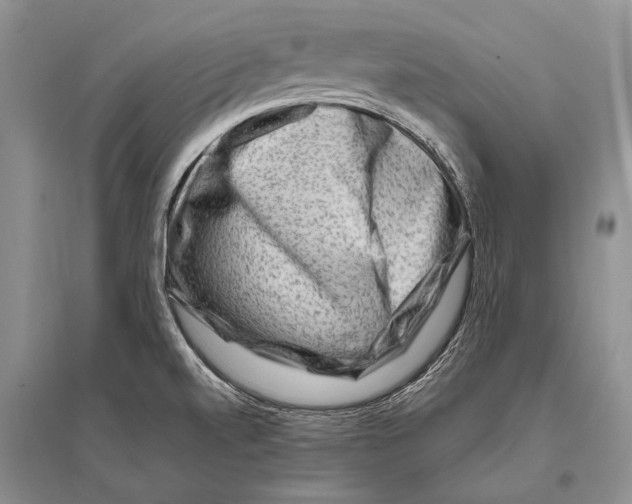 X0000096191520200802151452