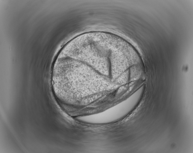 X0000096191525200802151452