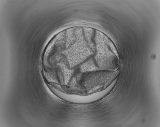 X0000096191531200802151452