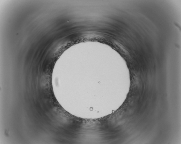 X0000096200824200801181029