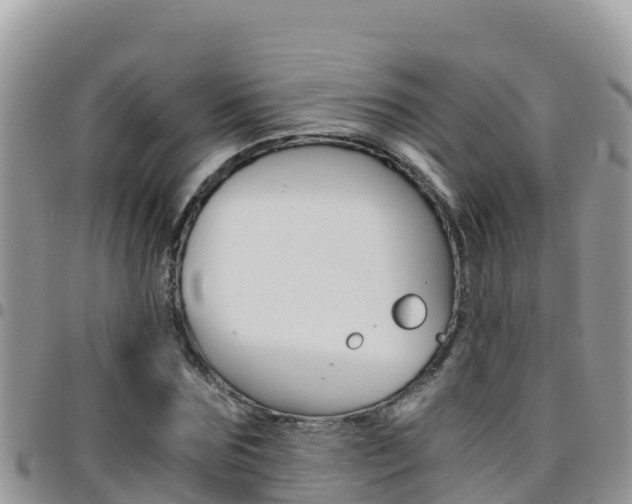 X0000096200875200801181029